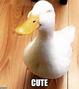 Image result for Smiling Duck Meme