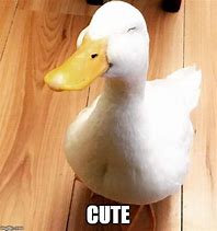 Image result for Adorable Duck Meme
