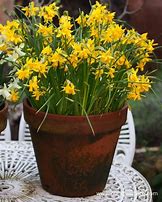 Image result for Narcissus Tiny Bubbles
