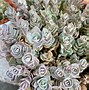 Image result for Sedum Sunsparkler Blue Elf