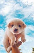 Image result for Wallpaper Dog Cloudy Sky