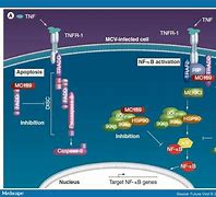 Image result for Molluscum Contagiosum Virus Cell Cycle