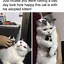 Image result for Funny Smudge The Cat Memes