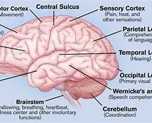 Image result for Parts of the Brain Diagram Labeled