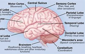 Image result for The Brain and Its Parts