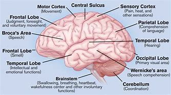 Image result for Medical Diagram of Human Brain
