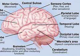 Image result for Which Brain Do You Want