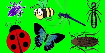 Image result for Garden Bugs Pictures for Children
