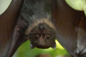 Image result for Largest Known Bat