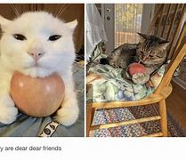 Image result for Sad Cat Apple Meme