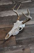 Image result for Whight Tail Deer Skull