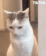 Image result for Nervous Cat Meme