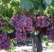 Image result for Big Table Grapes