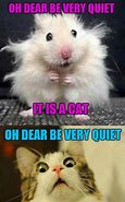 Image result for Quiet Cat Meme