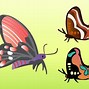 Image result for Butterfly Graphic Design