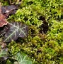 Image result for Rock Cap Moss