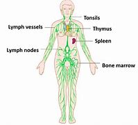 Image result for The Lymph Nodes and Lymphatic System