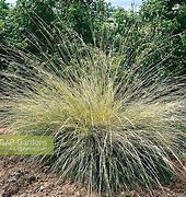 Image result for Festuca mairei