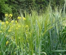 Image result for Wheat and Tares