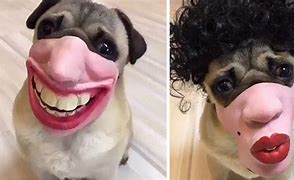 Image result for Dog Mascara Meme