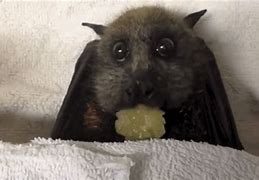 Image result for Cute Baby Vampire Bat