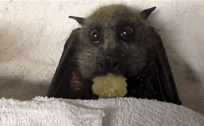 Image result for Baby Fruit Bat Eating Banana