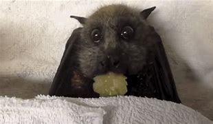 Image result for Bat Animal Sleeping