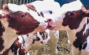 Image result for Cow Kiss