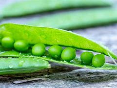 Image result for How Big Is a Pea Size