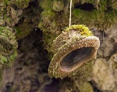Image result for Petrified Wood Stump