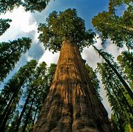 Image result for Tallest Tree in the World Name
