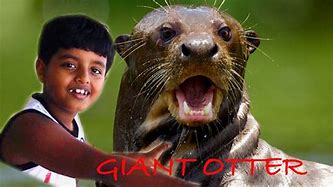 Image result for Giant Otter Human