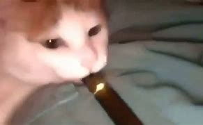Image result for Cat Hits Juul