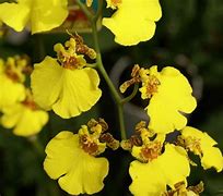 Image result for Orchid Heights