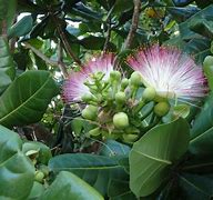 Image result for Fish Poison Tree