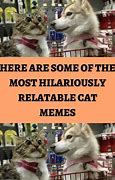 Image result for 123 Cat Meme
