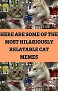 Image result for Fluffy Cat Memes