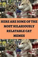 Image result for Wait What Cat Meme