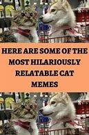 Image result for Homeless Cat Meme