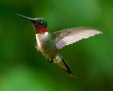 Hummingbird 的图像结果