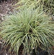 Image result for Carex oshimensis Evergold