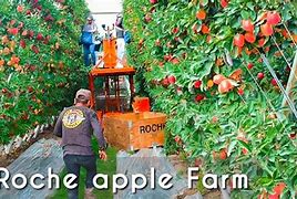 Image result for 360 Apple Farm