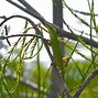 Image result for Green Anole Lizard