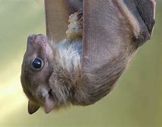 Image result for Egyptian Fruit Bat Cute
