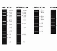 Image result for Sample 1Kb Plus DNA Ladder