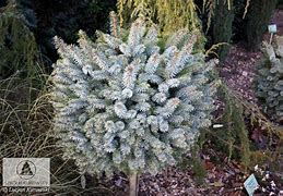 Image result for Picea sitchensis Midget
