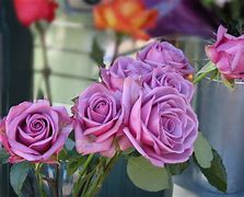 Image result for Beautiful Roses Royalty Free