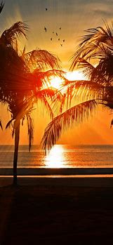 Image result for Red Palm Tree Wallpaper