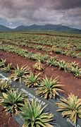 Image result for Pineapple Plantation