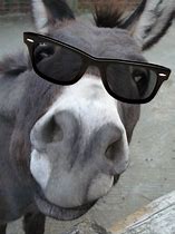 Image result for Cool Donkey